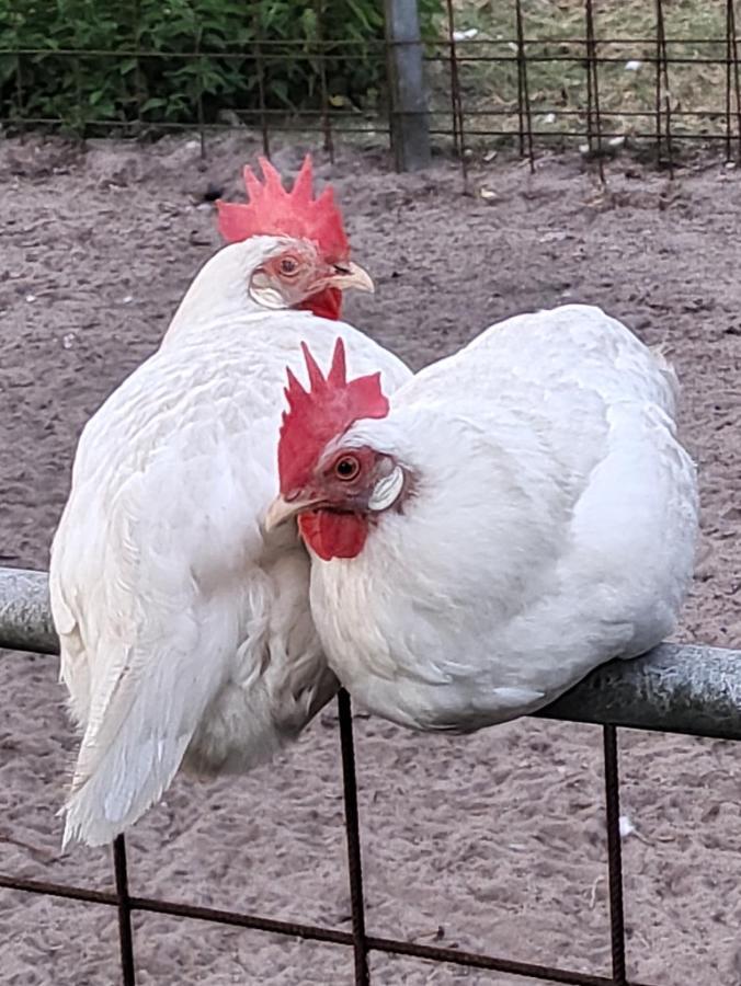 Ferienhof-Stoerwiese Arpsdorf Esterno foto